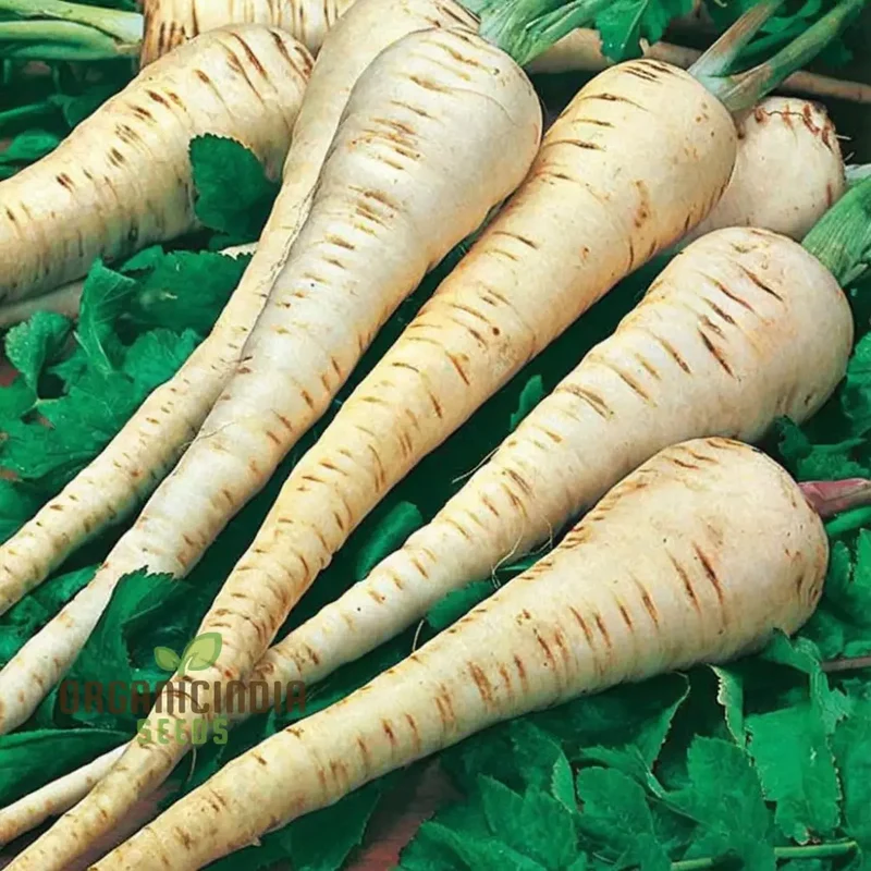 Parsnip Tender and True vegetable Seeds, Heirloom Vegetable Seeds for Home Gardening, High Germination Rate Easy to Grow