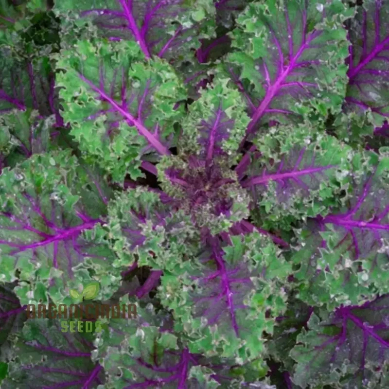 Kale Red Vegetable Seeds, Expert Planting and Gardening Tips for Nutrient-Rich Harvests and Lush Garden Greens