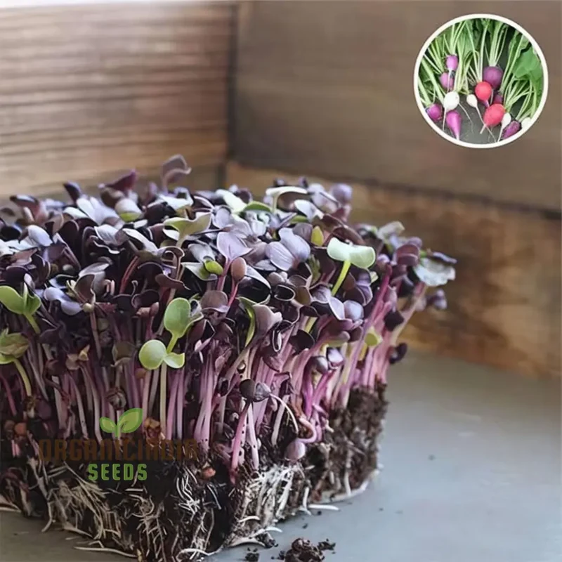 Radish Sango Red Microgreen Seeds - Vibrant and Nutritious Additions to Your Microgreen Garden