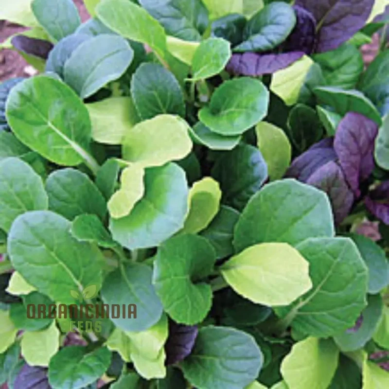 Pak Choi Goku F1 Vegetable Seeds, High-Yielding Hybrid Chinese Cabbage Seeds for Home Gardens