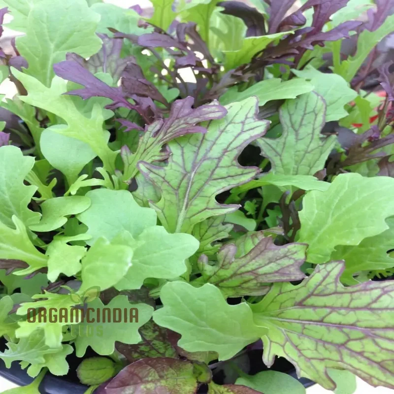 Salad Leaves Mustard Mix Seeds for a Diverse Array of Fresh, Flavorful Greens â€“ Perfect for Your Homegrown Culinary Creations!