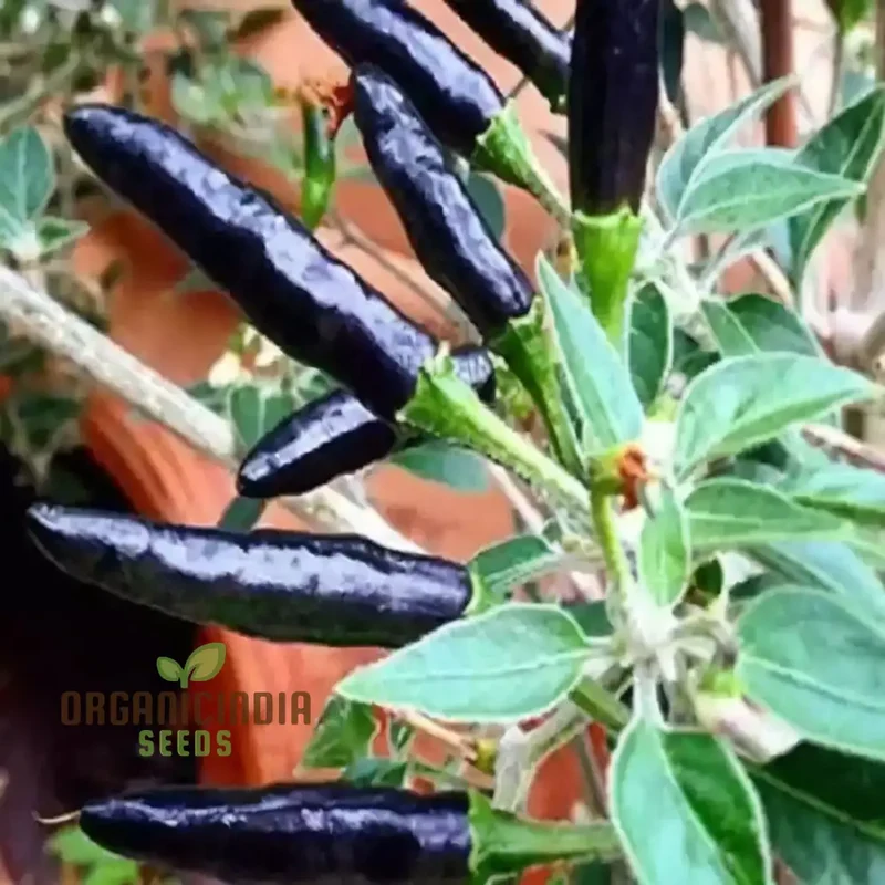 Chilli F1 Hybrid Deep Kali Vegetable Seeds, Comprehensive Planting and Gardening Guide for Vibrant and Spicy Harvests
