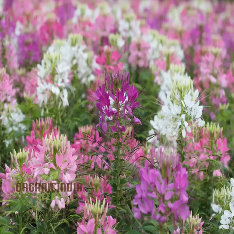 Cleome Spinosa Mixed Color Flower Seeds - Unique and Colorful Blooms for Your Garden