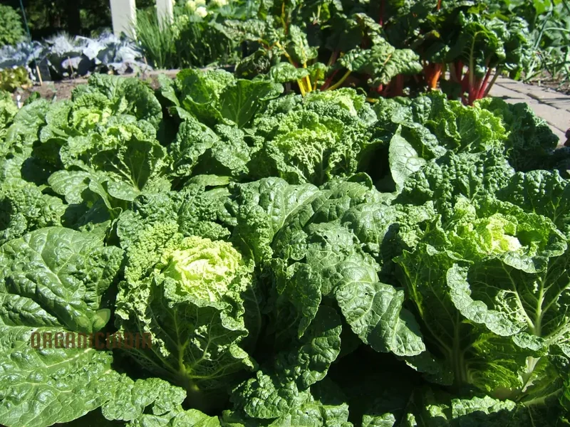 Chinese Cabbage Wong Bok (Napa) Vegetable Seeds, Crisp Texture, Ideal for Stir-Fries and Salads