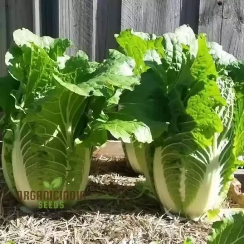 Chinese Cabbage Wong Bok (Napa) Vegetable Seeds, Crisp Texture, Ideal for Stir-Fries and Salads