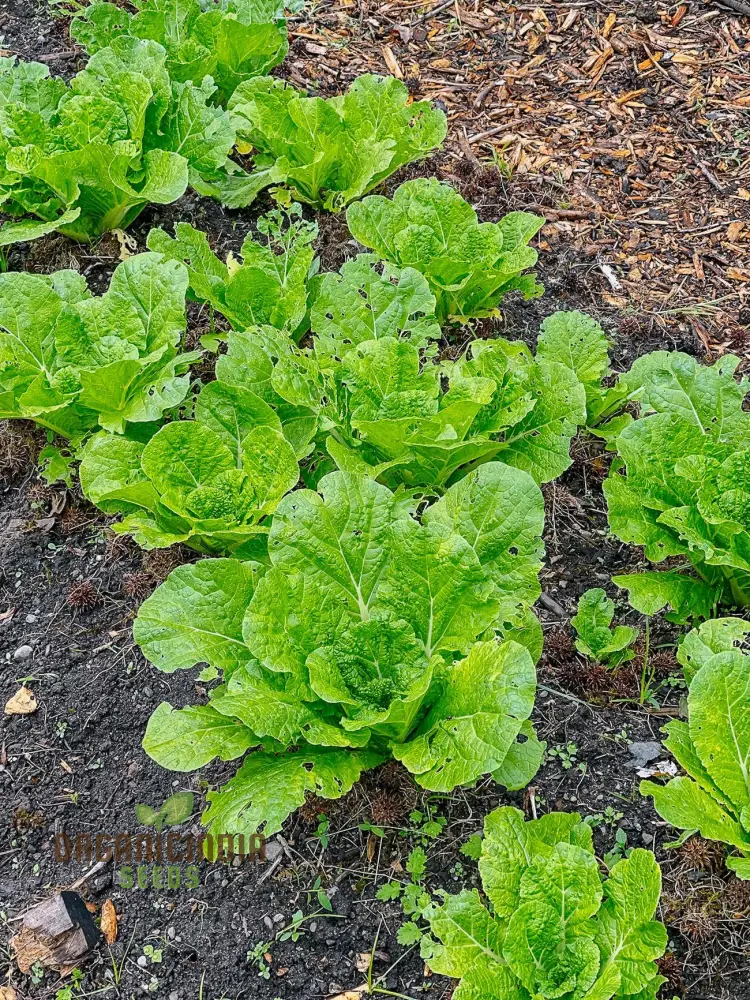 Chinese Cabbage Wong Bok (Napa) Vegetable Seeds, Crisp Texture, Ideal for Stir-Fries and Salads