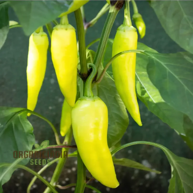 Sweet Banana Pepper Vegetable Seeds For Planting and Gardening With High Quality Seeds
