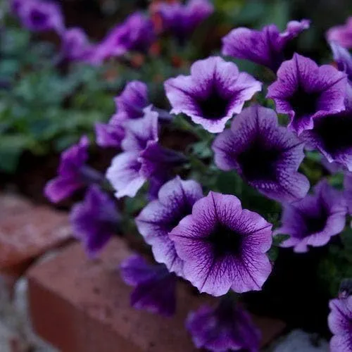 Petunia Grandiflora Purple Seeds – Bold & Beautiful Garden Blooms