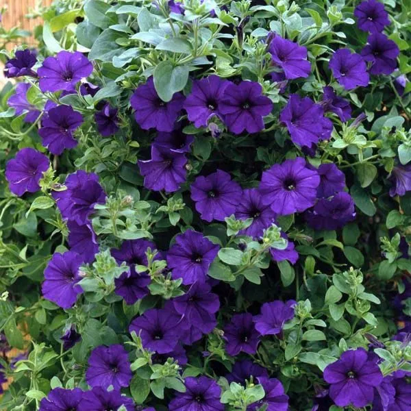 Petunia Grandiflora Purple Seeds – Bold & Beautiful Garden Blooms
