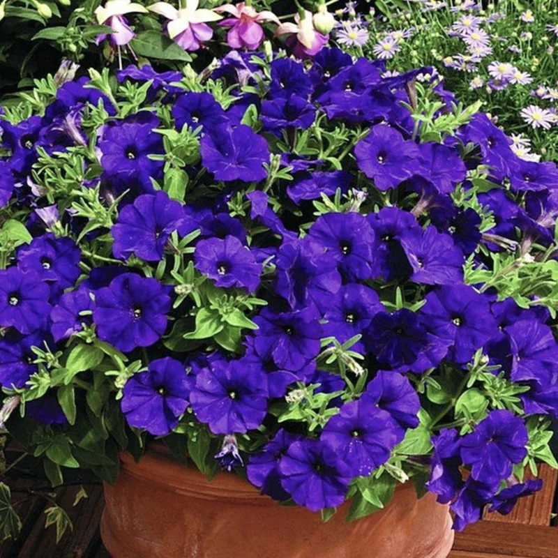 Petunia Grandiflora Purple Seeds – Bold & Beautiful Garden Blooms