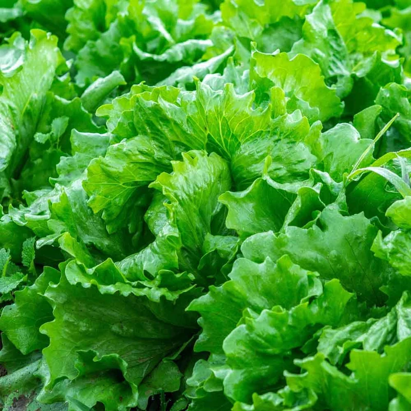 LETTUCE ISIRA Split Pills Seeds, Elevate Your Gardening with Easy-to-Plant, Nutritious Lettuce Varieties!