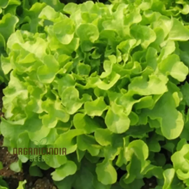 LETTUCE ISIRA Split Pills Seeds, Elevate Your Gardening with Easy-to-Plant, Nutritious Lettuce Varieties!