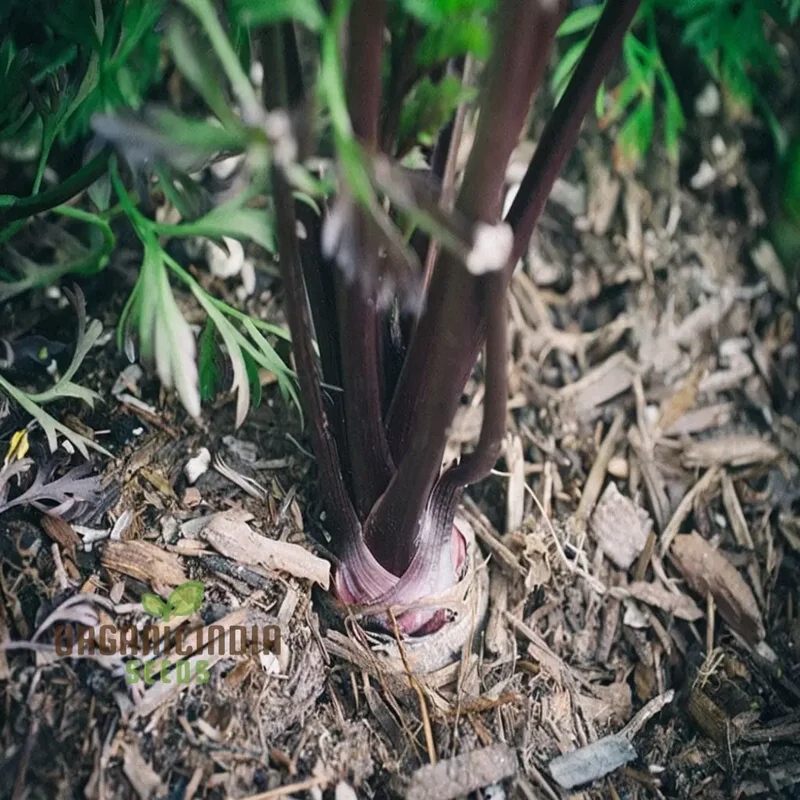 Carrot Black Wonder Vegetable Seeds: Comprehensive Planting and Gardening Guide for Stunning Blooms