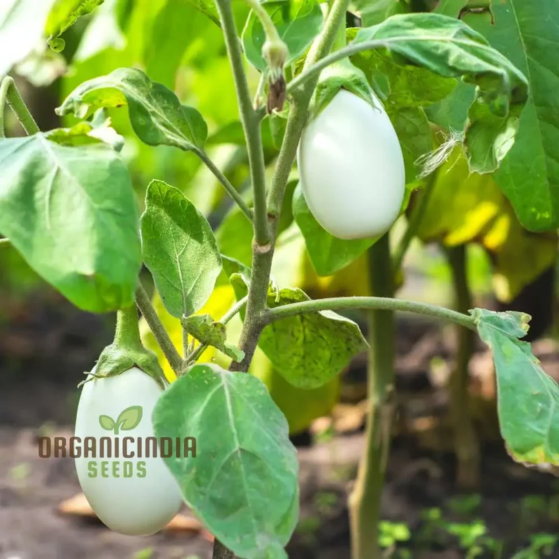 Brinjal F1 Hybrid White Vegetable Seeds - High-Yielding and Flavorful White Eggplants