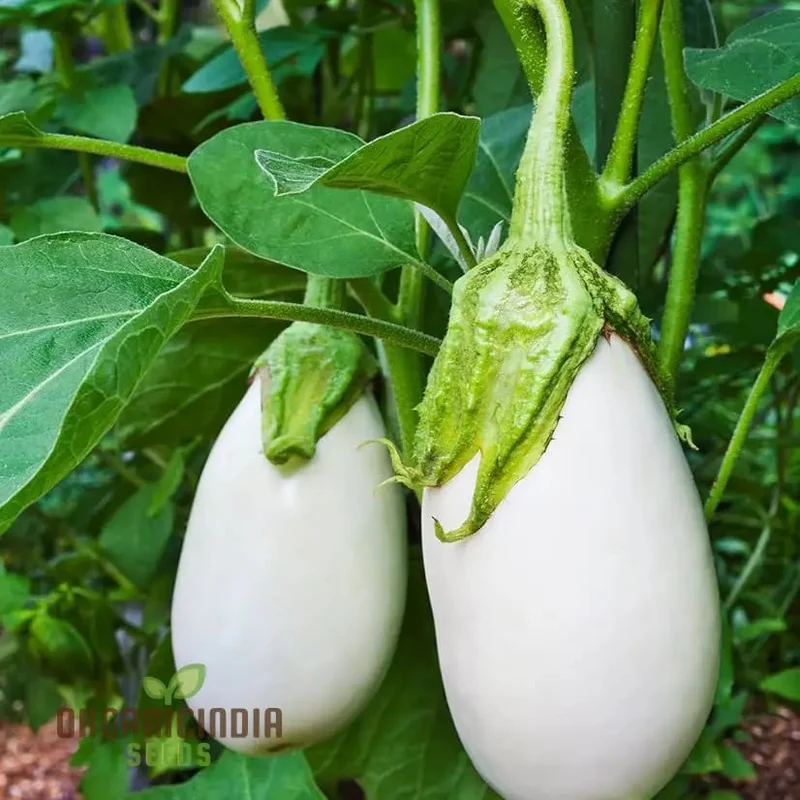 Brinjal F1 Hybrid White Vegetable Seeds - High-Yielding and Flavorful White Eggplants