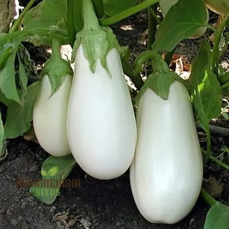 Brinjal F1 Hybrid White Vegetable Seeds - High-Yielding and Flavorful White Eggplants