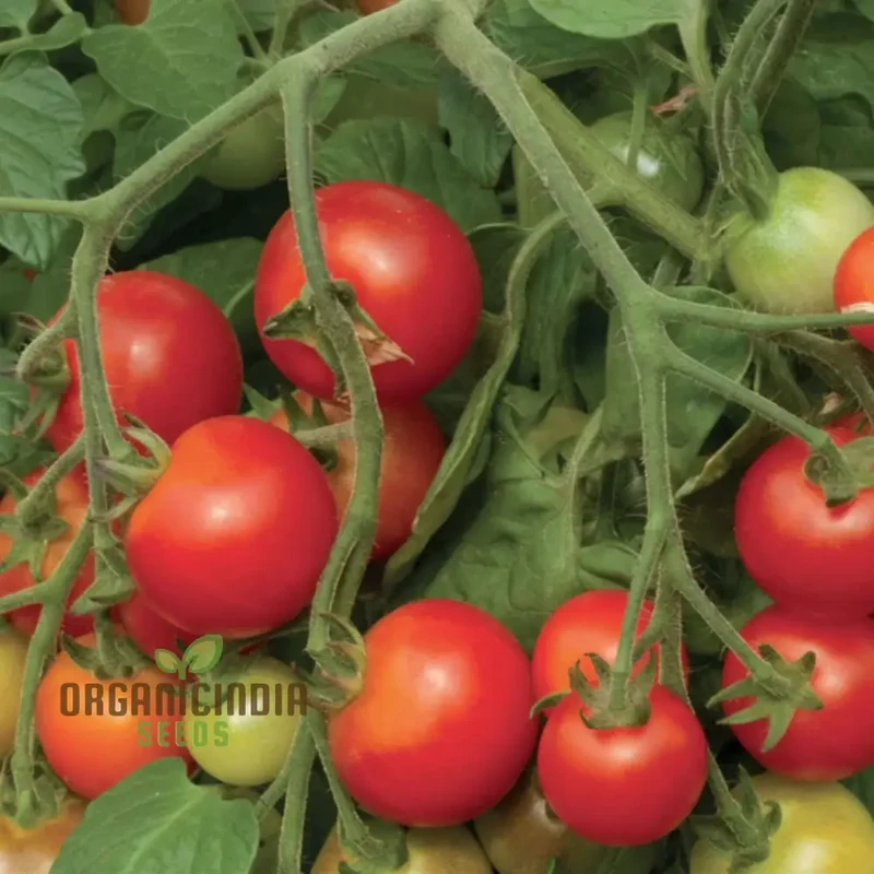 Tomato Cherry Falls Seeds, Compact Growth Abundant Yield Perfect for Hanging Baskets