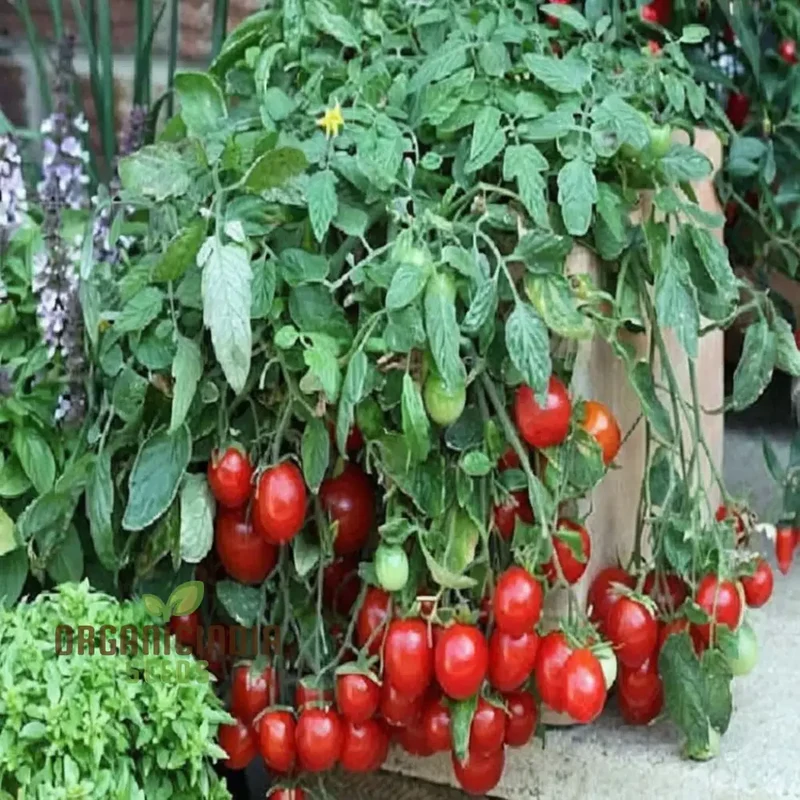 Tomato Cherry Falls Seeds, Compact Growth Abundant Yield Perfect for Hanging Baskets