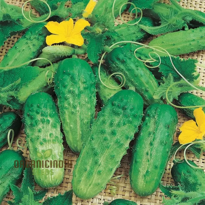 Cucumbers with Gherkin Vegetable Seeds, Expert Planting and Gardening Tips for a Bountiful Harvest