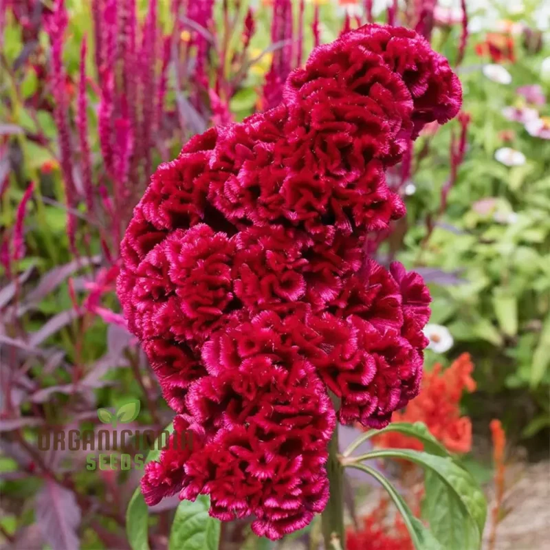 Cockscomb Red Flower Seeds - Striking Blooms for Bold and Vibrant Garden Displays