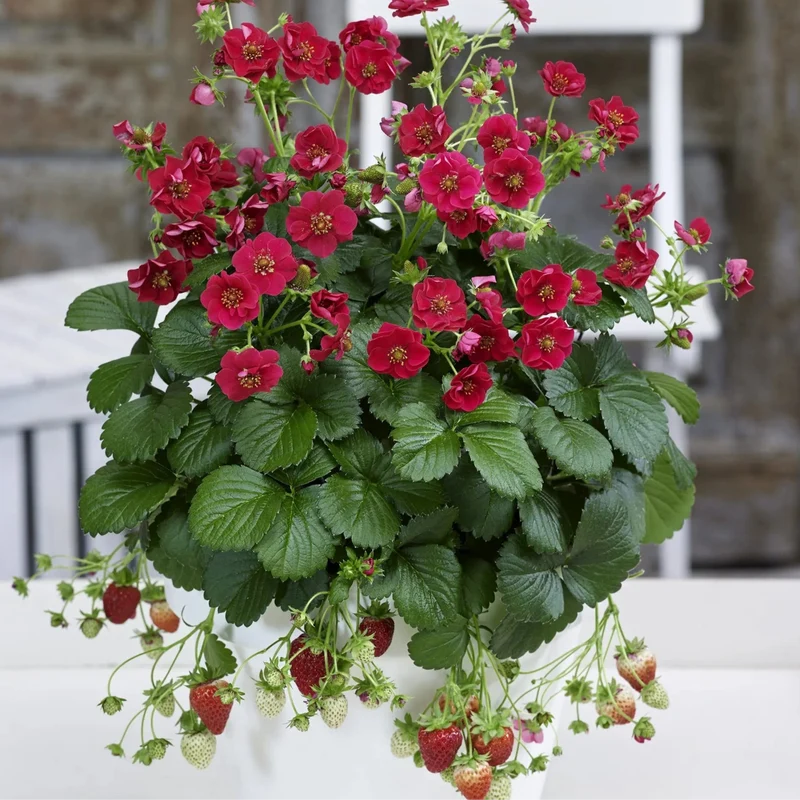 Fraise ‘Summer Breeze’ F1 ( Fragaria sp. )