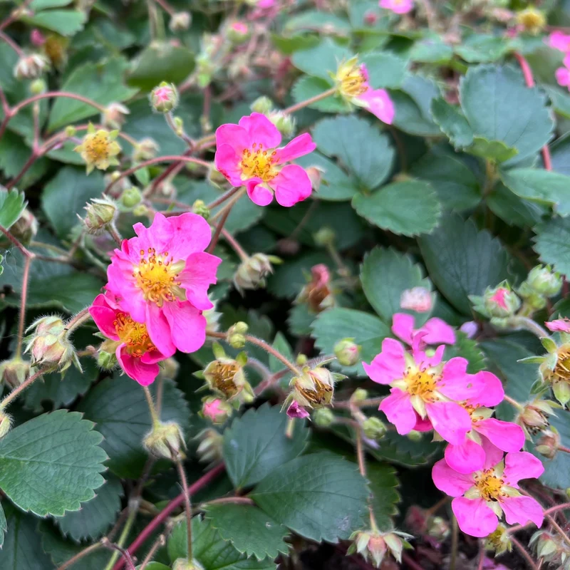 Fraise ‘Gasana’ F1 ( Fragaria sp. )