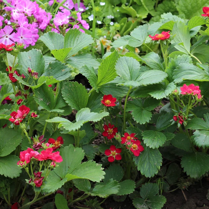 Fraise ‘Ruby Ann’ F1 ( Fragaria sp )