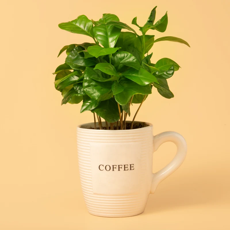 Coffea arabica ( Coffea arabica )