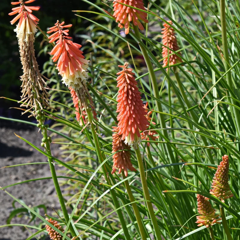Kniphofia Flamenco Mélange ( Kniphofia uvaria )