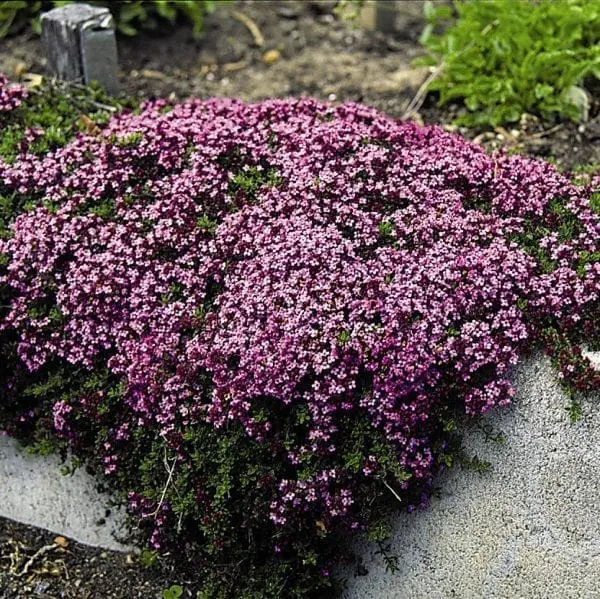 Thym serpolet ‘Magic Carpet’ ( Thymus serpyllum )