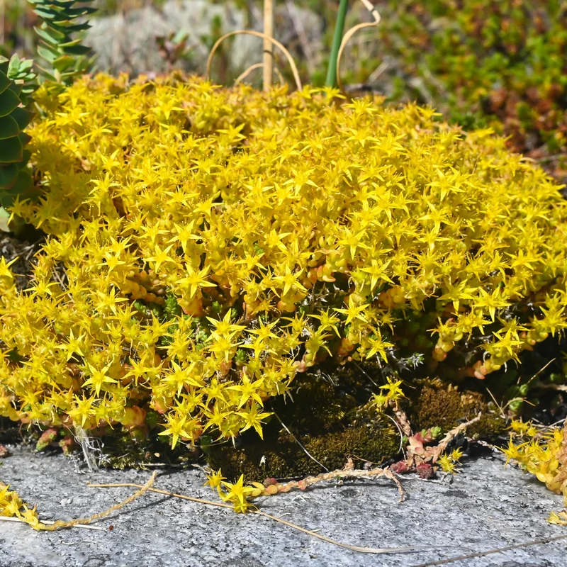 Sédum Acre Yellow ( Sedum acre )