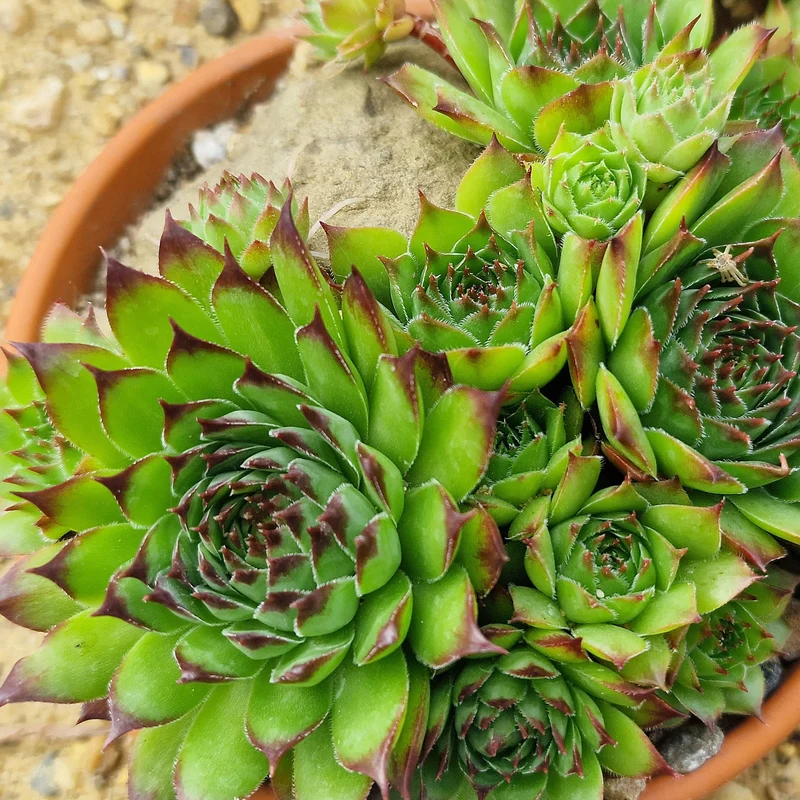 Sempervivum ‘Hippie Chick’ ( Sempervivum )