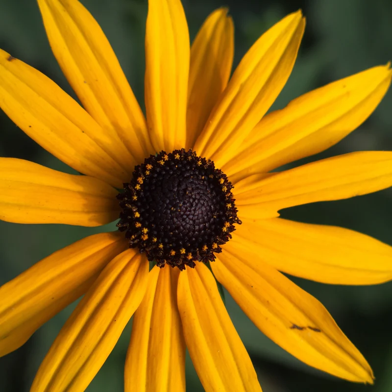 Rudbeckie Goldstrum ( Rudbeckia fulgida )