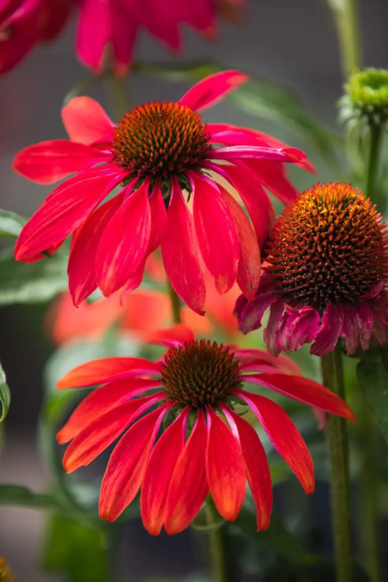 Échinacée rouge et orange ( Echinacea purpurea )