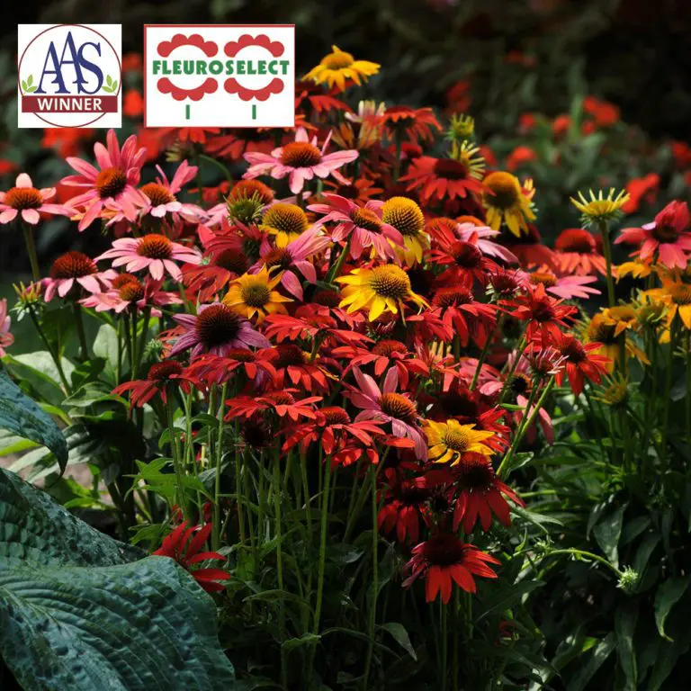 Échinacée ‘Cheyenne Spirit’ F1 ( Echinacea )