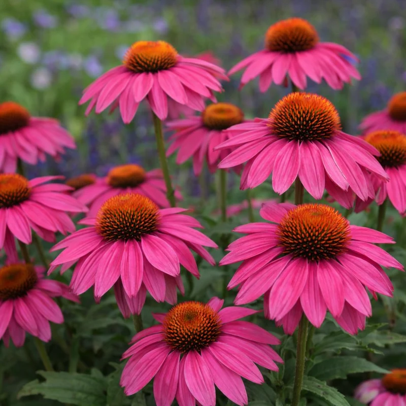 Échinacée ‘PowWow® Wild Berry’ ( Echinacea purpurea )