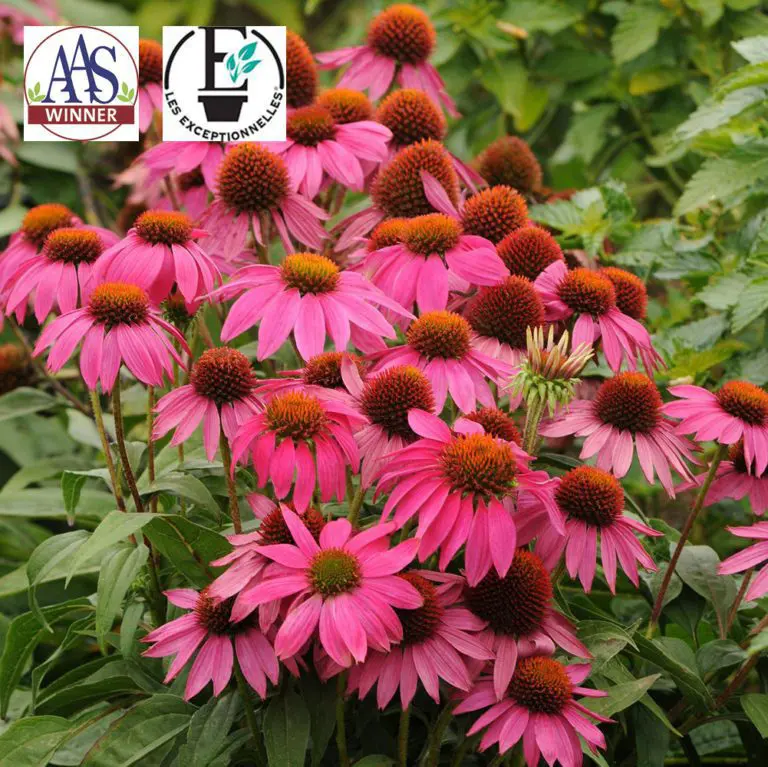 Échinacée ‘PowWow® Wild Berry’ ( Echinacea purpurea )