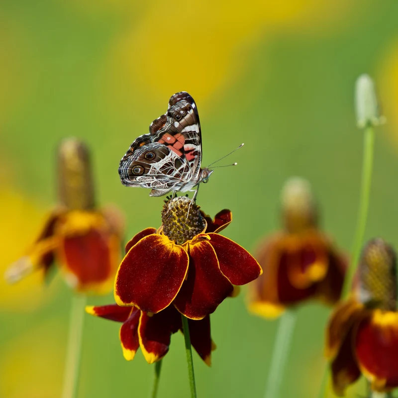 Ratibida pulcherrima ‘Red Midget’ ( Ratibida columnifera )