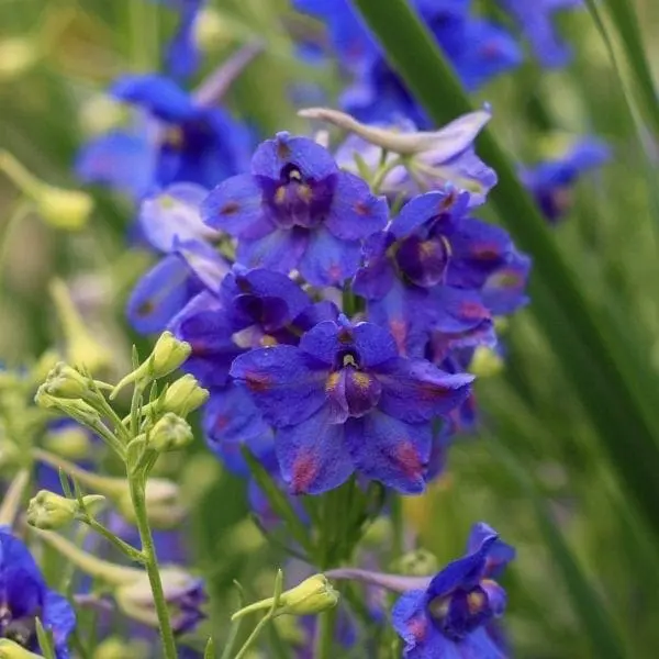 Delphinium Blue Butterfly ( Delphinium grandiflorum )