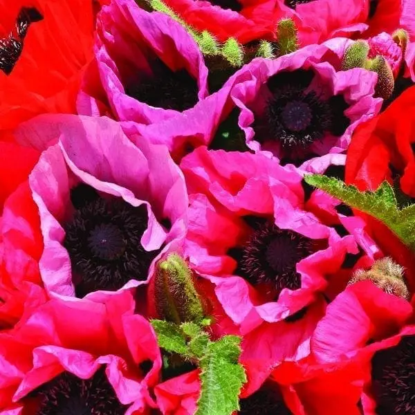 Pavot d'Orient Fruit Punch™ Mélange ( Papaver orientale )