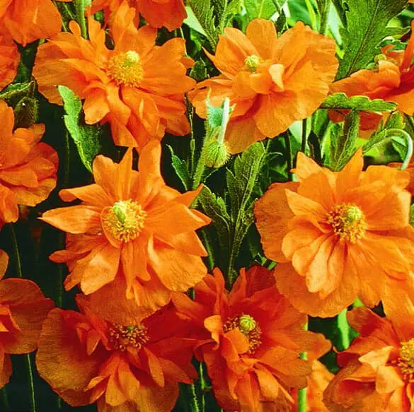 Pavot Espagnol Double Tangerine Gem™ ( Papaver rupifragum )