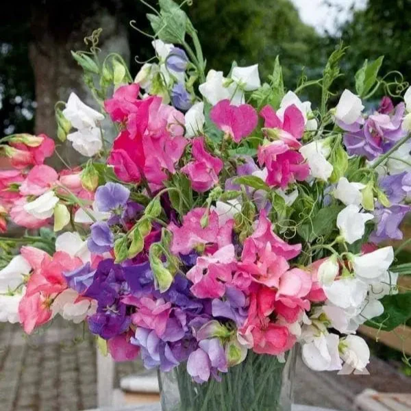 Pois de senteur mélange ‘Pearl’ ( Lathyrus latifolius )