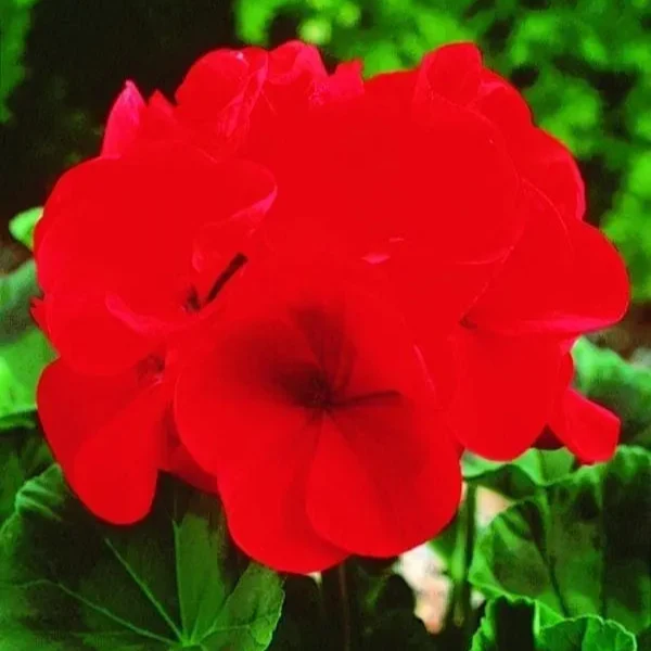Géranium Maverick™ Red F1 ( Pelargonium )