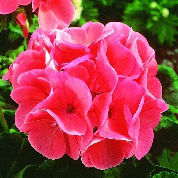Géranium Maverick™ Saumon F1 ( Pelargonium )