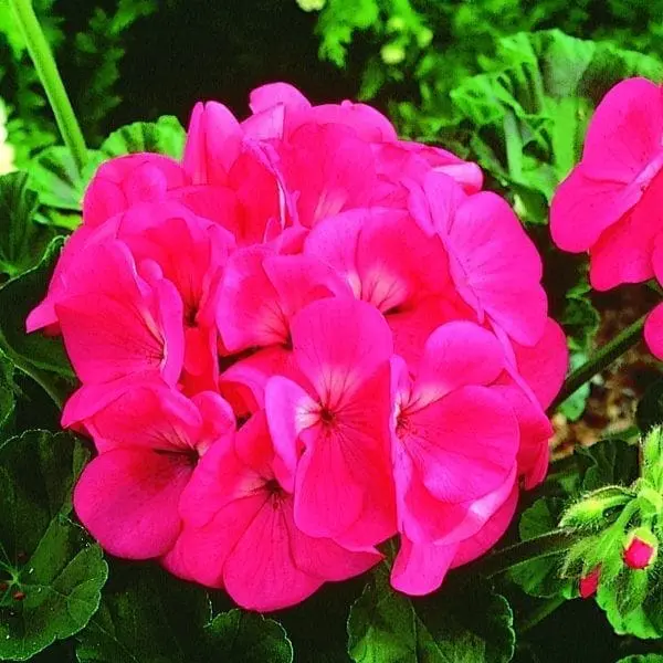Géranium Maverick™ Rose F1 ( Pelargonium )