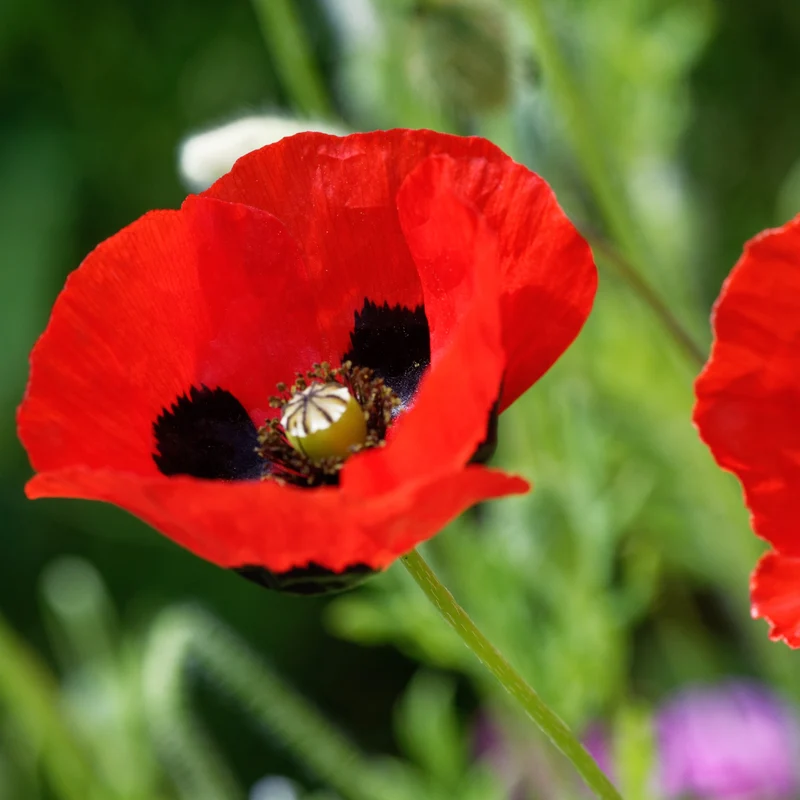 Pavot Ladybird ( Papaver commutatum )