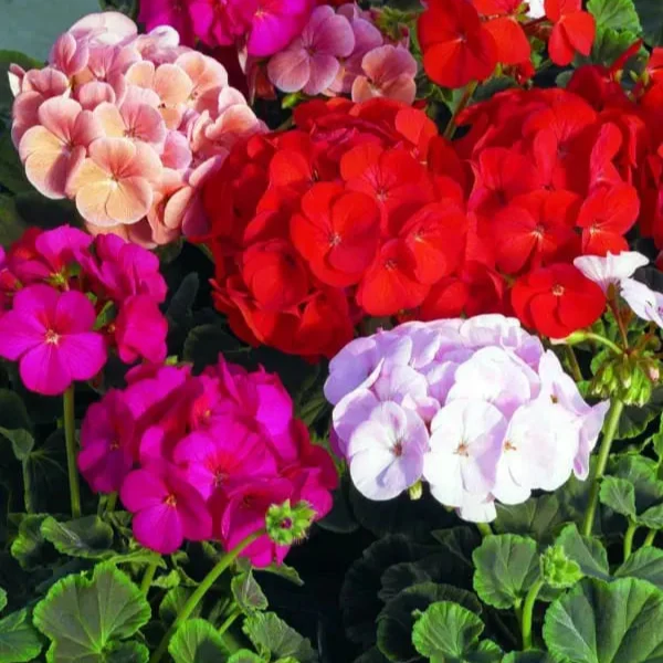 Géranium BullsEye™ Mélange F1 ( Pelargonium )