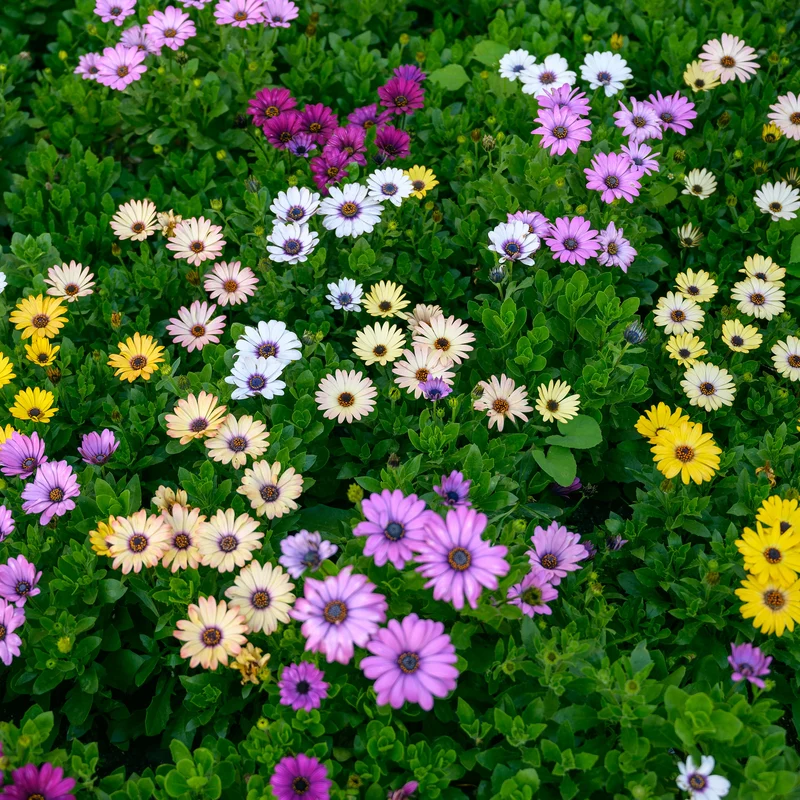 Ostéospermum Akila® Grand Canyon Mélange F1 ( Osteospermum ecklonis )