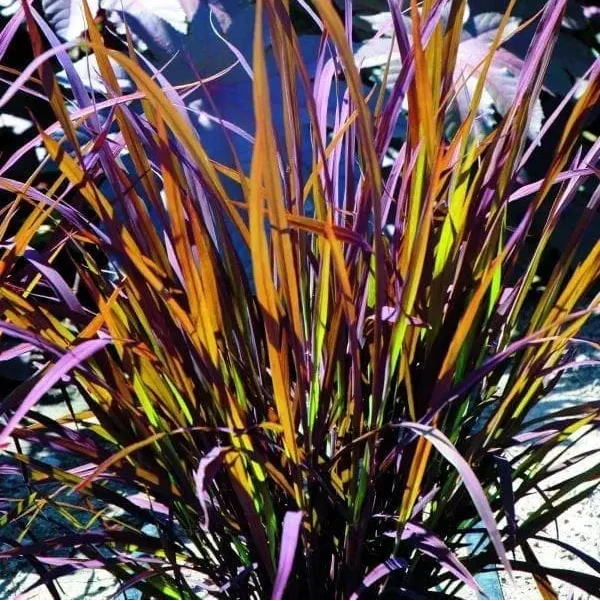 Riz ornemental Black Madras ( Oryza sativa )