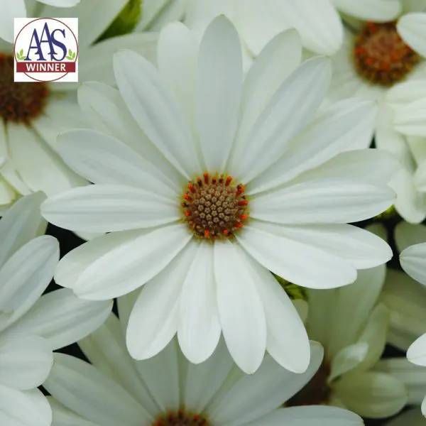 Ostéospermum Akila® Daisy White F1 ( Osteospermum ecklonis )